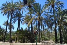 El Palmerar d'Elx a l'etapa de la Foia a Elx